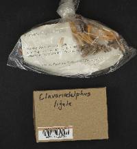 Clavariadelphus ligula image