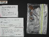 Cortinarius obtusus image