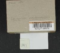 Lactarius pseudomucidus image