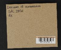 Leccinum aurantiacum image