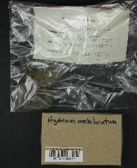 Hydnum umbilicatum image