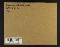 Leccinum rotundifoliae image