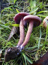 Image of Laccaria amethysteo-occidentalis