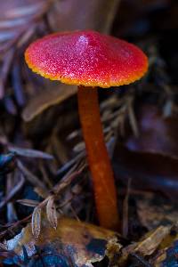 Image of Hygrocybe coccinea
