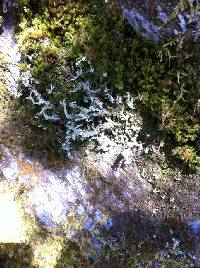 Cladonia squamosa image