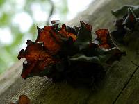 Auricularia auricula-judae image