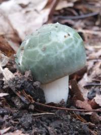 Image of Russula virescens