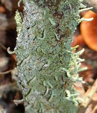 Image of Cladonia coniocraea
