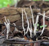 Xylaria hypoxylon image