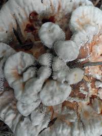 Hydnellum aurantiacum image