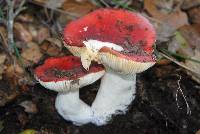 Image of Russula silvicola