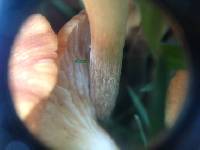 Armillaria tabescens image