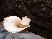 Pleurotus ostreatus image