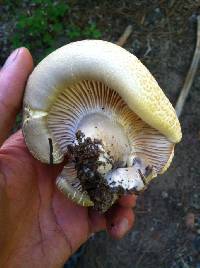 Image of Cantharocybe gruberi