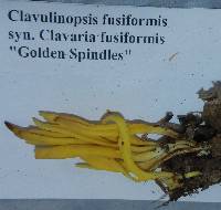 Clavulinopsis fusiformis image