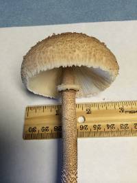 Macrolepiota procera var. procera image