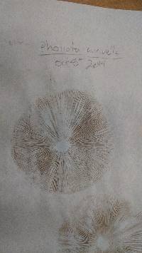 Pholiota aurivella image