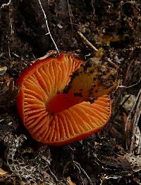 Image of Hygrocybe cavipes