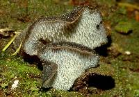 Pseudohydnum gelatinosum image