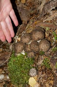 Lycoperdon perlatum image