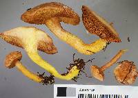 Chalciporus piperatus image
