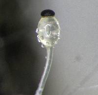 Image of Pilobolus crystallinus