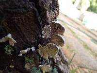 Schizophyllum commune image