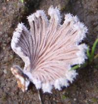 Schizophyllum commune image