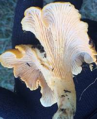 Image of Cantharellus cascadensis