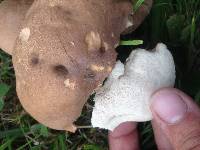 Leccinum scabrum image