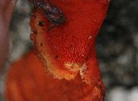 Pycnoporus sanguineus image