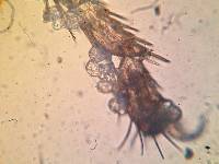 Entomophthora muscae image