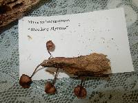 Mycena haematopus image