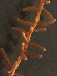 Image of Lactarius blennius