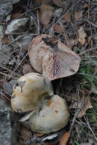 Image of Lactarius sanguifluus