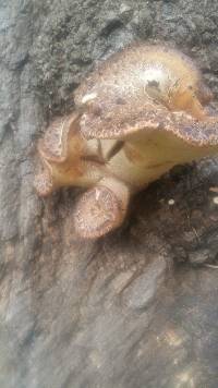 Polyporus squamosus image