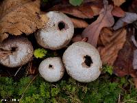 Lycoperdon pyriforme image