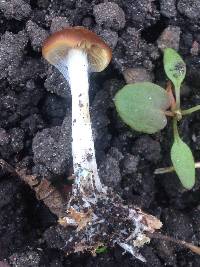 Psilocybe cyanescens image