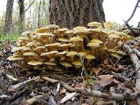 Armillaria mellea image