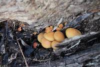 Hypholoma fasciculare image