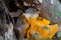 Tremella aurantia image