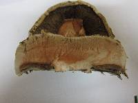Agaricus bernardii image
