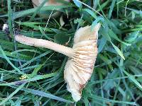 Marasmius oreades image