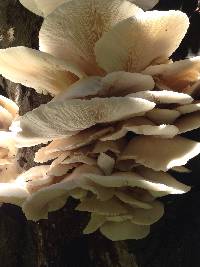 Pleurotus ostreatus image