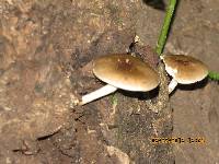 Pluteus cervinus image