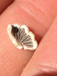 Schizophyllum commune image