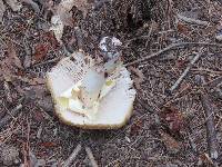 Amanita amerirubescens image