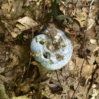 Lactarius indigo image