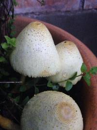 Leucocoprinus birnbaumii image
