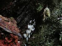 Image of Mucronella calva
